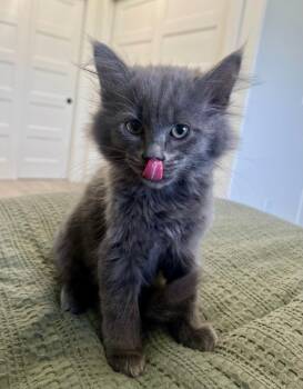 Domestic Medium Hair Cats Available for Adoption in Pasco, Washington - Mopsy | PetCurious