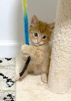 Chance - Bonded with Fiero -  Domestic Medium Hair Cat Available for Adoption in Fremont, California - Chance - Bonded With Fiero | PetCurious