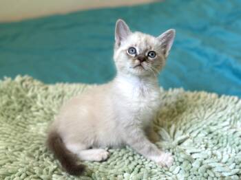 Dumpling (ragdoll -Seal point) bottle baby -  Ragdoll and Siamese Cat for Adoption in Port Orange, Florida - Dumpling (ragdoll -Seal Point) Bottle Baby | PetCurious