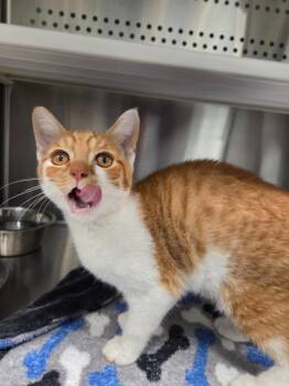 Einstien -  Domestic Short Hair Cat for Adoption in Athens, Tennessee - Einstien | PetCurious