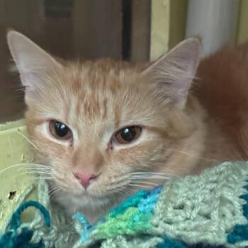 Peaches -  Domestic Medium Hair Cat for Adoption in Brimfield, Massachusetts - Peaches | PetCurious