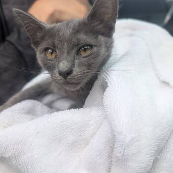 Minnie Meows -  Domestic Short Hair Cat for Adoption in Asheville, North Carolina - Minnie Meows | PetCurious