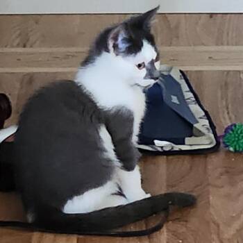 Ash -  Domestic Short Hair Cat for Adoption in Traverse City, Michigan - Ash | PetCurious