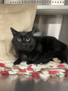 Jada -  Domestic Long Hair Cat for Adoption in Minot, North Dakota - Jada | PetCurious
