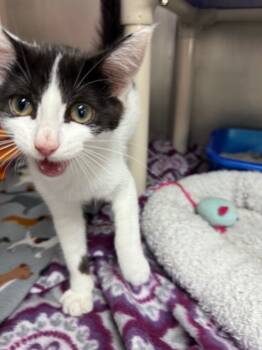 Rescue Domestic Short Hair Cats for Adoption in Albion, New York - Sophie | PetCurious