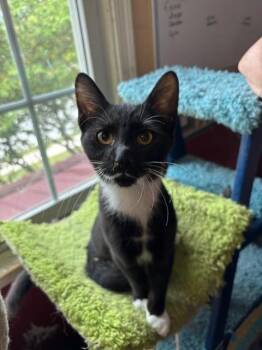 Elian -  Domestic Short Hair Cat for Adoption in Camp Hill, Pennsylvania - Elian | PetCurious