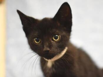 Bandit -  Domestic Short Hair Cat for Adoption in Portland, Oregon - Bandit | PetCurious