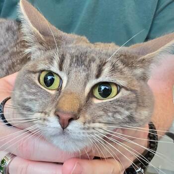 James -  Domestic Short Hair and Mixed Breed Cat for Adoption in Leander, Texas - James | PetCurious