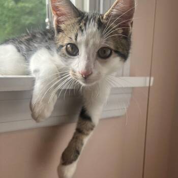 Autumn & August -  Domestic Short Hair Cat for Adoption in Andover, Connecticut - Autumn & August | PetCurious