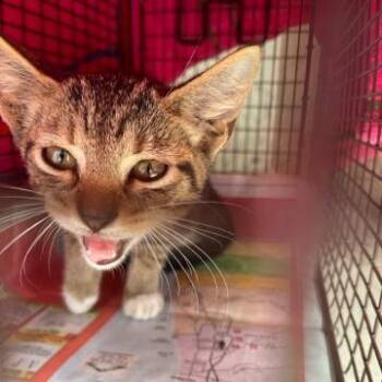 Cindy -  Domestic Short Hair Cat for Adoption in West Palm Beach, Florida - Cindy | PetCurious
