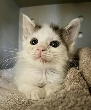 ROLAND -  Domestic Short Hair Cat for Adoption in San Francisco, California - ROLAND | PetCurious