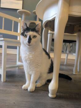 Freckles -  Domestic Short Hair Cat for Adoption in Palm Harbor, Florida - Freckles | PetCurious