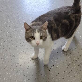 Other Guy -  Domestic Short Hair Cat Available for Adoption in La Grange, Kentucky - Other Guy | PetCurious