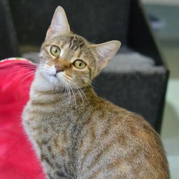Sadie -  Domestic Short Hair Cat for Adoption in Concord, New Hampshire - Sadie | PetCurious