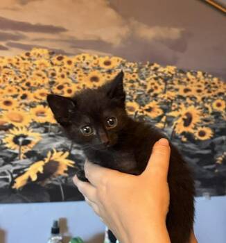Miss Scarlet -  Domestic Short Hair Cat for Adoption in Beaverton, Oregon - Miss Scarlet | PetCurious
