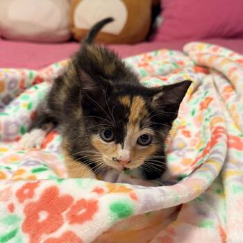 Calico and Tortoiseshell Cats Available for Adoption in Palmetto Bay, Florida - Coral | PetCurious