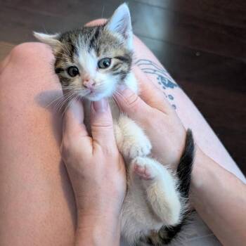 Molly -  Domestic Short Hair Cat for Adoption in Reisterstown, Maryland - Molly | PetCurious