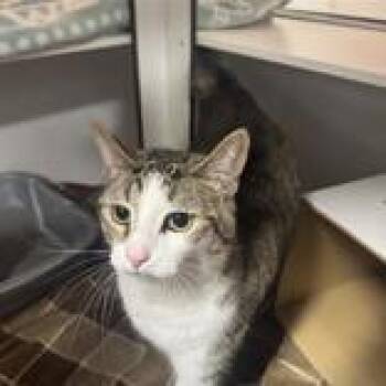 Monkey -  Domestic Short Hair Cat for Adoption in Hilliard, Ohio - Monkey | PetCurious