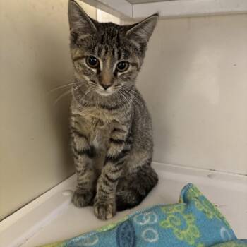 May -  Domestic Short Hair Cat for Adoption in White Cloud, Michigan - May | PetCurious