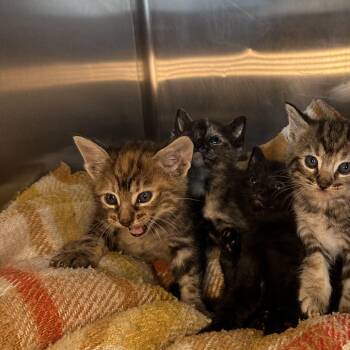 Domestic Short Hair Cats Available for Adoption in Los Angeles, California - Puebla | PetCurious