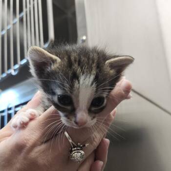 Mia -  Domestic Short Hair Cat for Adoption in Clearwater, Florida - Mia | PetCurious