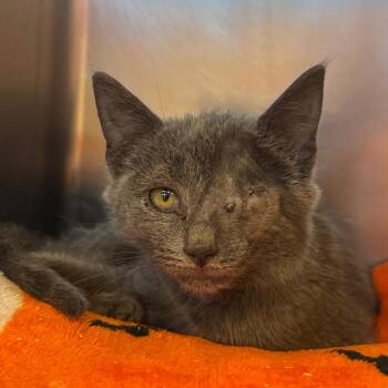 Berry -  Domestic Short Hair Cat for Adoption in York, Pennsylvania - Berry | PetCurious
