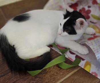 Killian Gaelic -  Domestic Medium Hair Cat for Adoption in Chandler, Arizona - Killian Gaelic | PetCurious