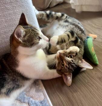 Rescue Tabby and Domestic Short Hair Cats for Adoption in Tustin, California - Freya & Loki | PetCurious