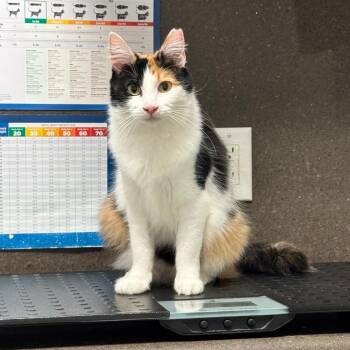 Pumpkin -  Domestic Medium Hair Cat for Adoption in Tustin, California - Pumpkin | PetCurious