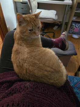 Domestic Medium Hair Cats Available for Adoption in Montreal, Quebec - Potiron | PetCurious