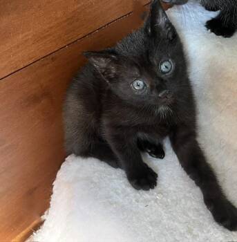 Kayak "Kai -  Domestic Short Hair Cat for Adoption in Cumberland, Maine - Kayak "Kai | PetCurious