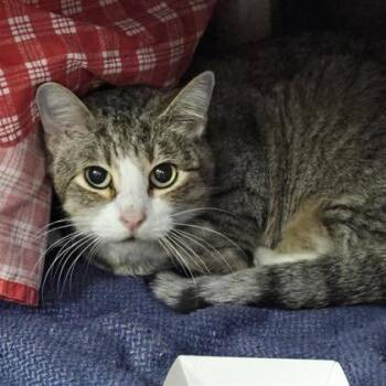 Rescue Domestic Short Hair Cats for Adoption in Dallas, Texas - Kit Kat | PetCurious