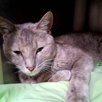 Domestic Short Hair Cats Available for Adoption - Fleur | PetCurious