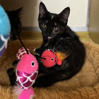 Belgian 54442 -  Domestic Medium Hair Cat for Adoption in Las Vegas, Nevada - Belgian 54442 | PetCurious