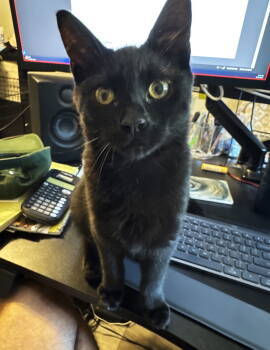 Rescue Domestic Short Hair Cats for Adoption - Zasha | PetCurious