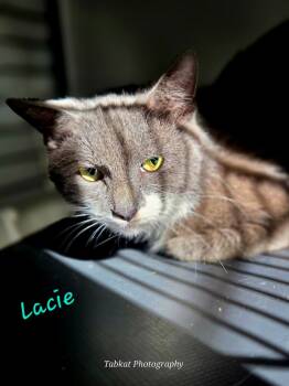 Rescue Domestic Short Hair Cats for Adoption in Cambridge, Maryland - Lacie | PetCurious
