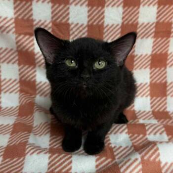 Rescue Domestic Short Hair Cats for Adoption in Waterloo, Iowa - Glazed Carrots | PetCurious