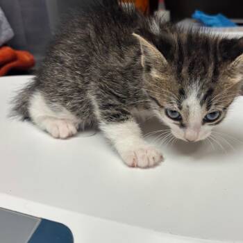 Domestic Short Hair Cats Available for Adoption in Columbus, Georgia - 04/28/2026-Stray-MuscogeeDrive-3 | PetCurious