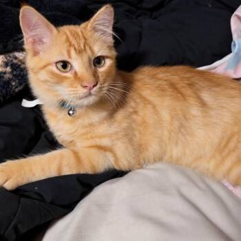 Monroe (bonded to Elvira) -  Domestic Short Hair Cat for Adoption in Madison, Wisconsin - Monroe (bonded To Elvira) | PetCurious