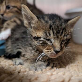 Jet Star -  Domestic Short Hair Cat for Adoption in Titusville, Florida - Jet Star | PetCurious