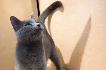 Domestic Short Hair Cats Available for Adoption - Sonnet | PetCurious