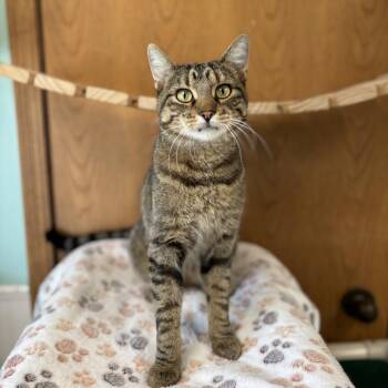 Bastain -  Domestic Short Hair Cat for Adoption in Fargo, North Dakota - Bastain | PetCurious