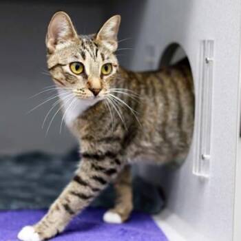 Brinley -  Domestic Short Hair Cat for Adoption in Atlanta, Georgia - Brinley | PetCurious