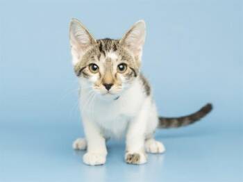 SIENNA -  Domestic Short Hair Cat for Adoption in Phoenix, Arizona - SIENNA | PetCurious