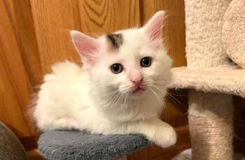 Domestic Long Hair and Domestic Short Hair Cats Available for Adoption in Dorr, Michigan - Larry | PetCurious