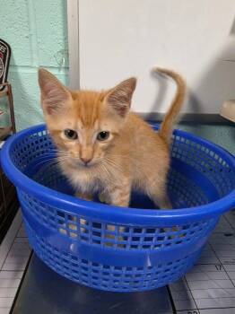 Djinn -  Domestic Short Hair Cat for Adoption in Rockport, Texas - Djinn | PetCurious