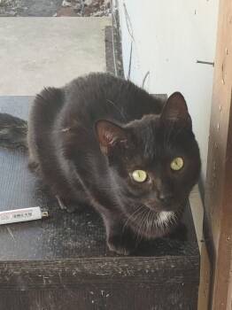 Carrie -  Domestic Short Hair Cat for Adoption in Cromwell, Kentucky - Carrie | PetCurious
