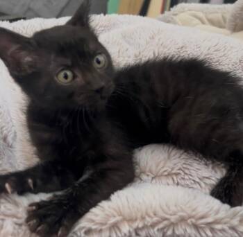 Remi -  Domestic Short Hair Cat for Adoption in Darien, Georgia - Remi | PetCurious