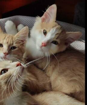 Hardy -  Domestic Short Hair Cat for Adoption in Topeka, Kansas - Hardy | PetCurious