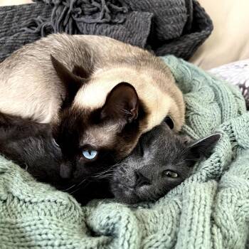 Siamese Cats Available for Adoption - Luna And Lennon   (Bonded Loving Beauties) | PetCurious